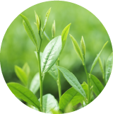 Uji tea botanical extract