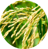 Fermented rice botanical extract
