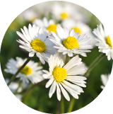 Chamomile botanical extract