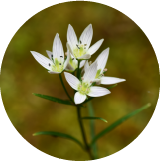Centaury botanical extract